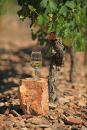 Rendez-vous dans le vignoble Rendez-vous dans le vignoble