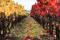 Ancenis hillside vineyards © D.Drouet Ancenis hillside vineyards © D.Drouet