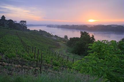 Savennières vineyards © Ph.Caharel