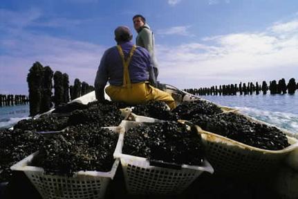 L'Aiguillon bay - mussels © P.Baudry